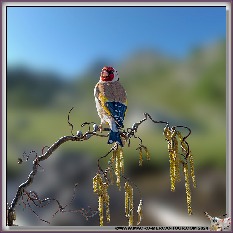 Chardonneret élégant